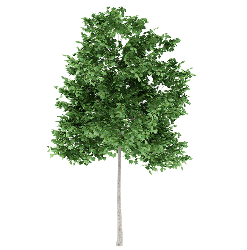 Tulpenbaum