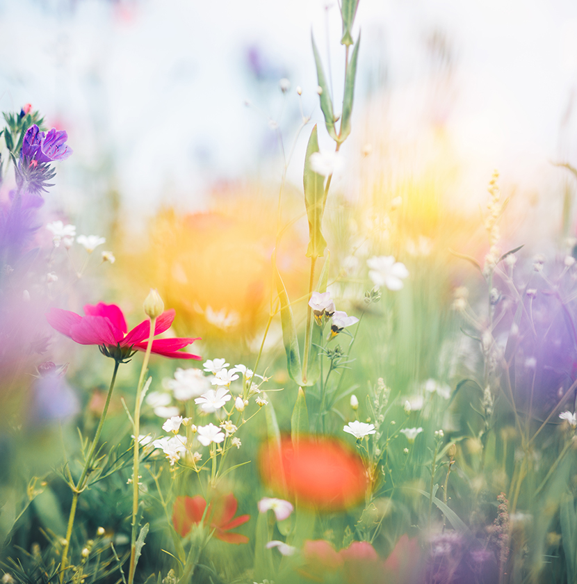 Blumenwiese